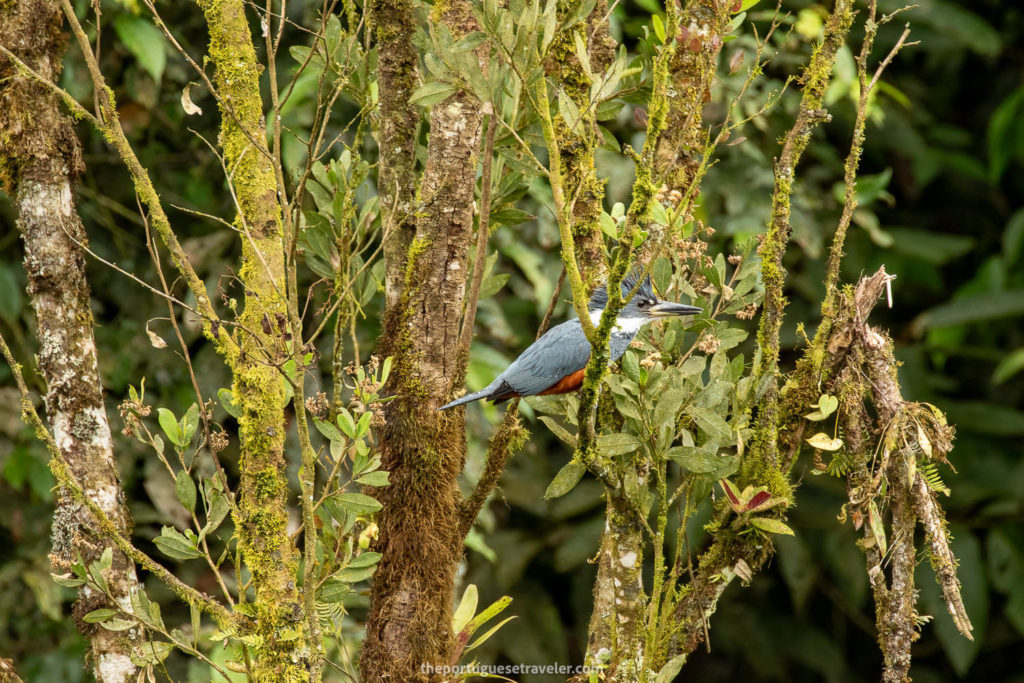 Mindo Birdwatching Tour Birding Tour All You Need To Know