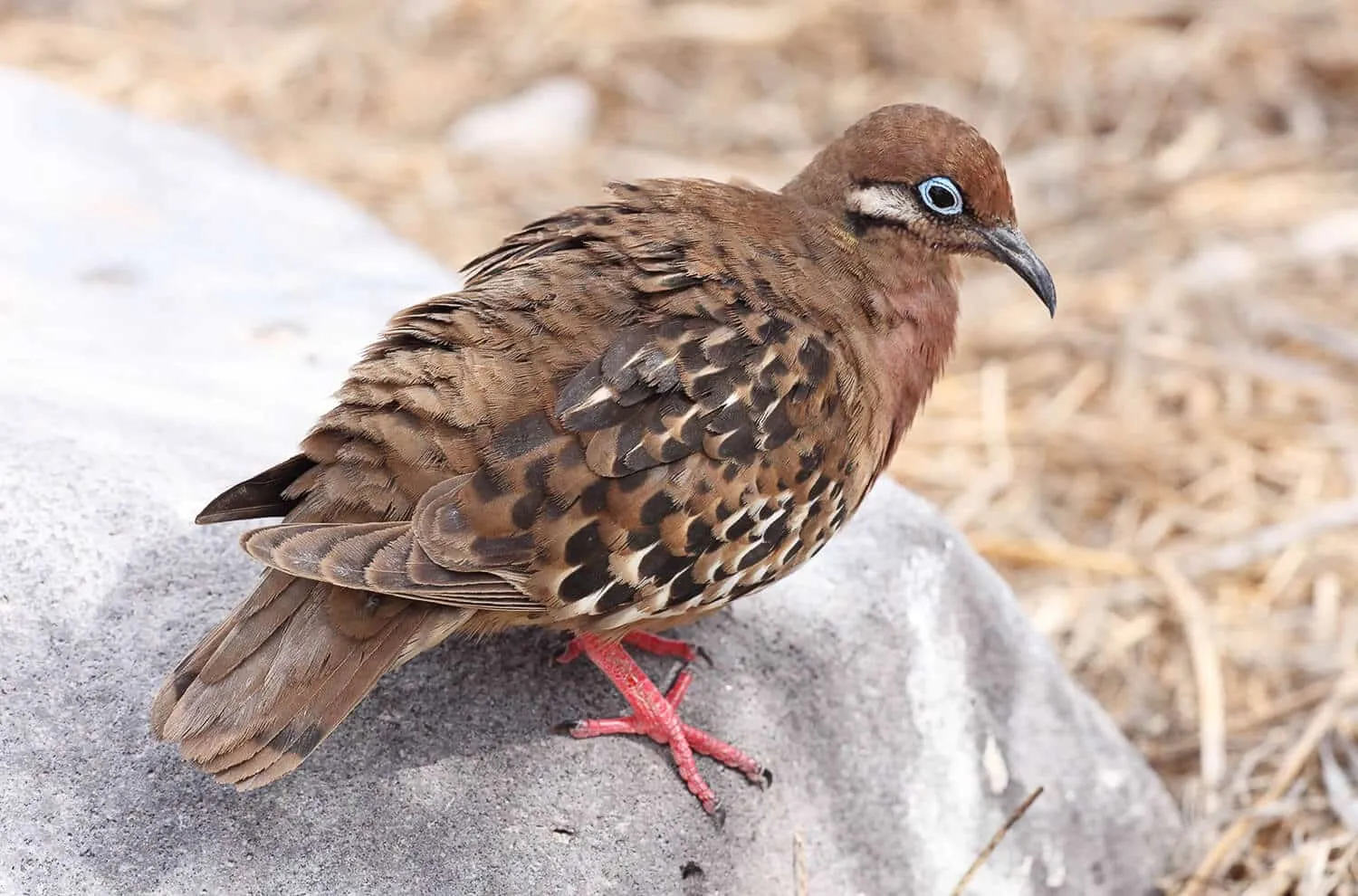 Galapagos Dove | Credit: Benjamint444 @ https://wikipedia.com/
