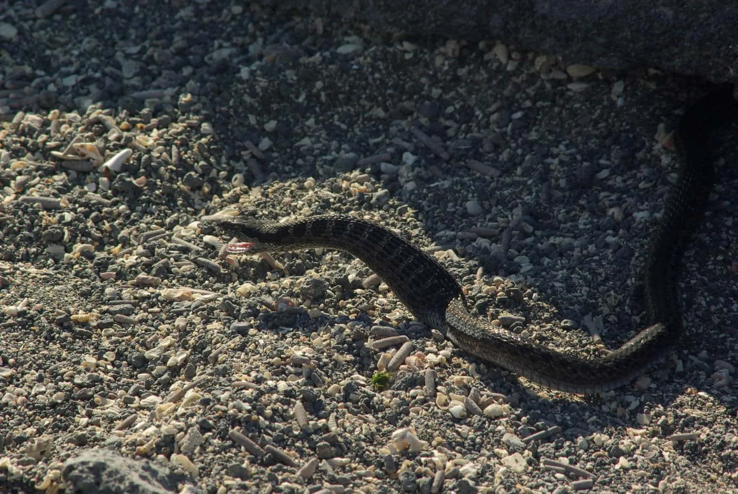 Galapagos Racer Snake | Credit: Jeff Anderson @ https://galapagosconservation.org.uk/ - part of the Galapagos Wildlife