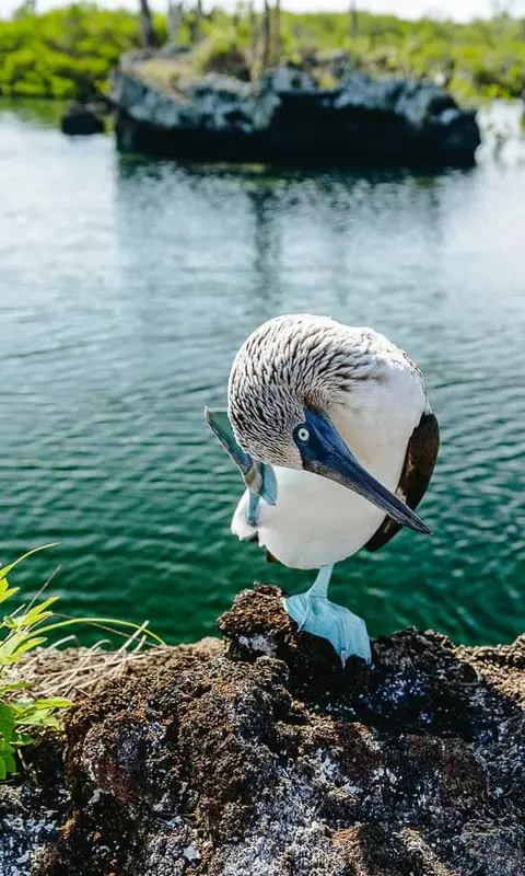 Things to Know Before Visiting the Galapagos Islands (2026)