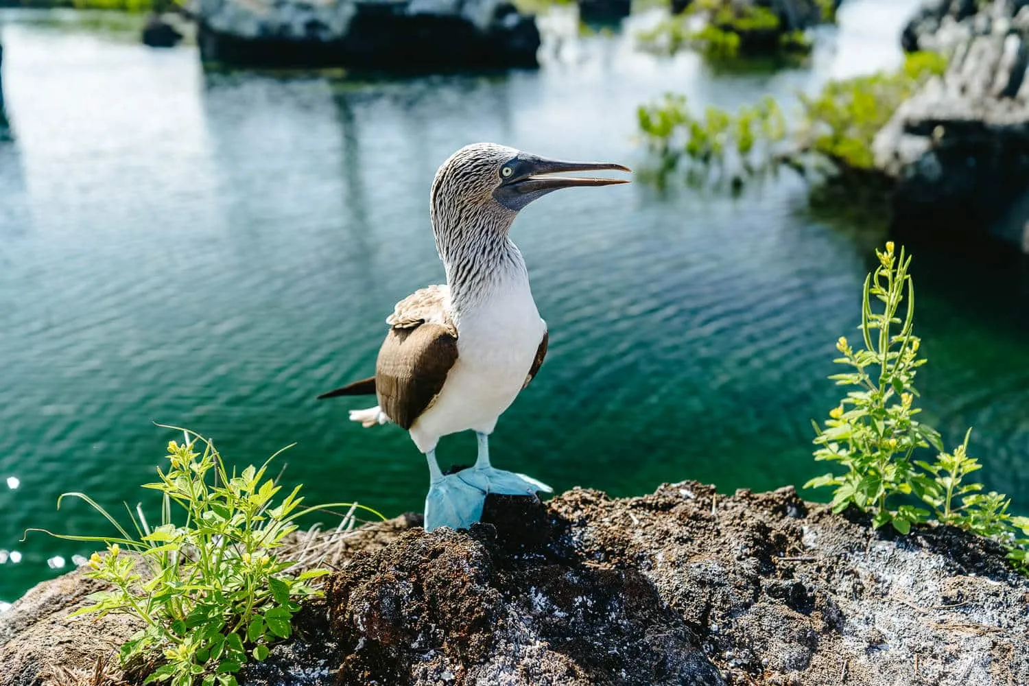A blue-footed booby - Galapagos Islands Myths