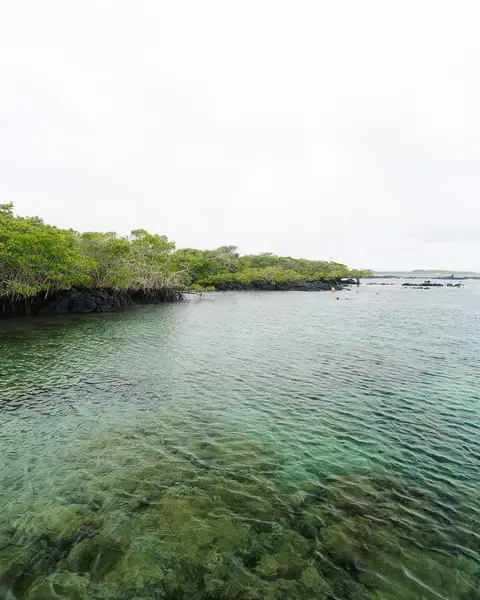 Concha de Perla Lagoon in Isabela, Galapagos: Snorkeling Spot