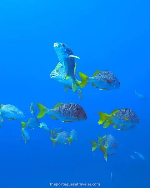 5 Best Dive Sites in Isabela, Galapagos: Scuba Diving Guide