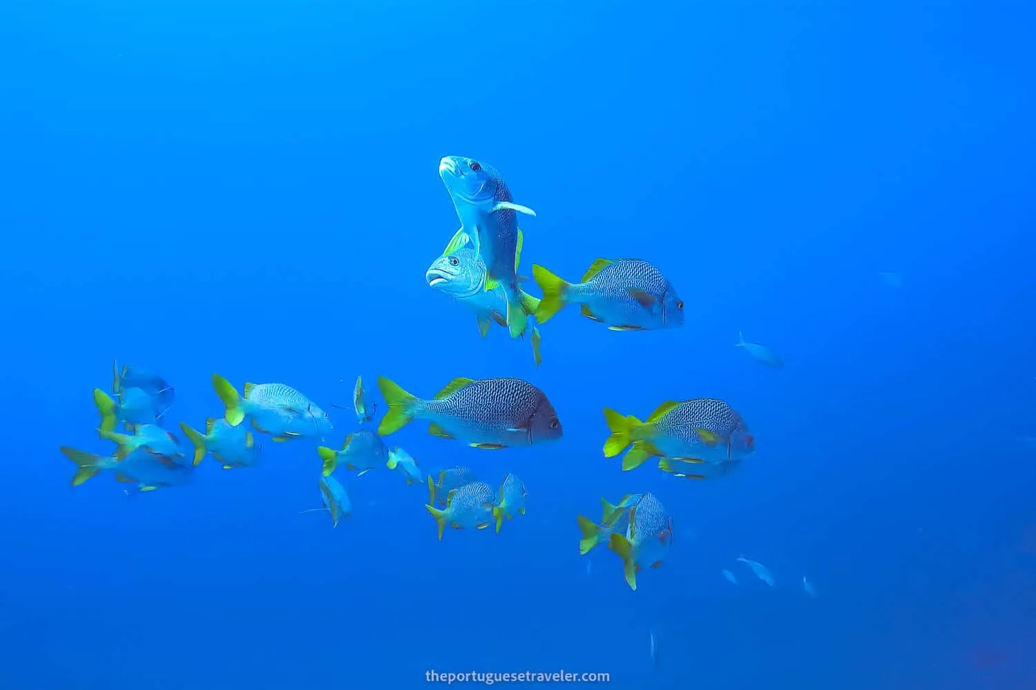 5 Best Dive Sites in Isabela, Galapagos
