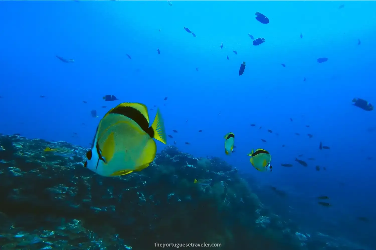 9 Best Dive Sites in Santa Cruz, Galapagos