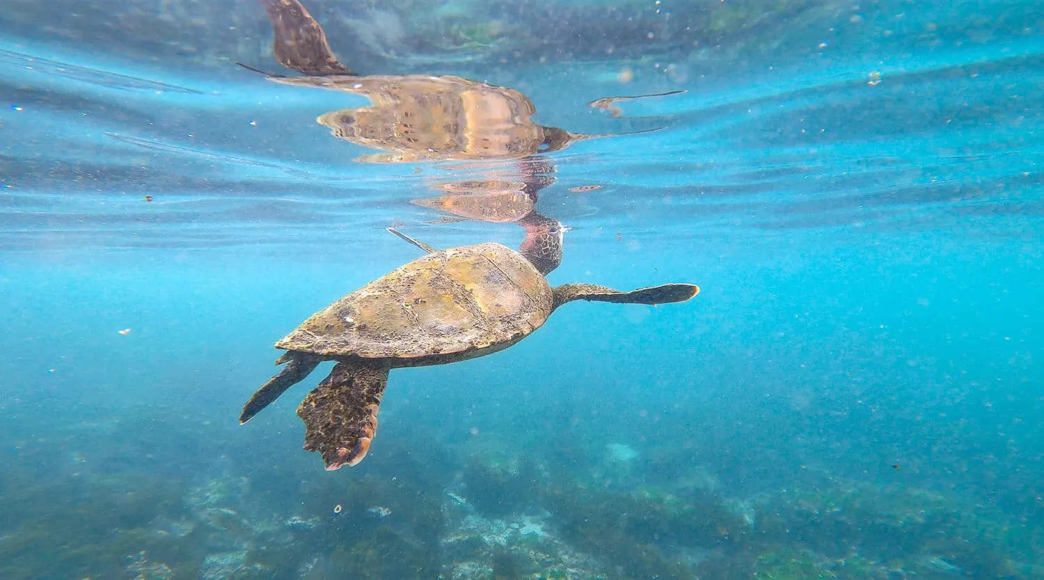 A Turtle at Loberia beach in Floreana island