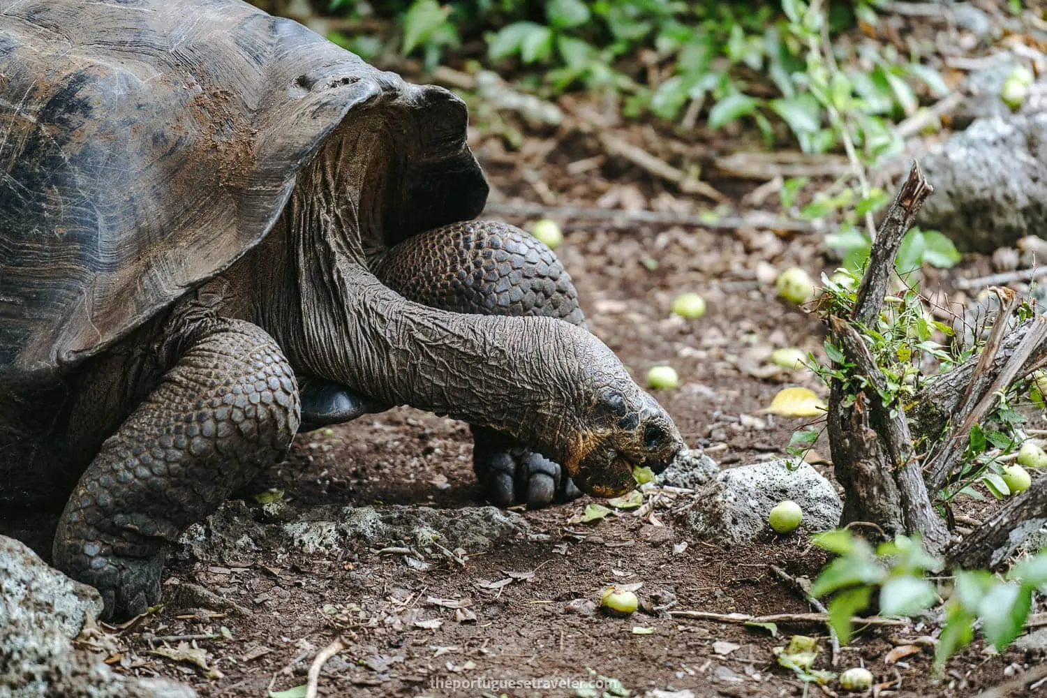 A giant Galapagos tortoise eating a Manzanillo fruit