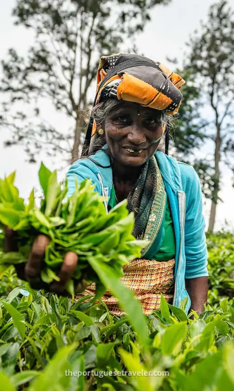 Ceylon Tea: Halpewatte Tea Factory Tour and History (2026 Guide)