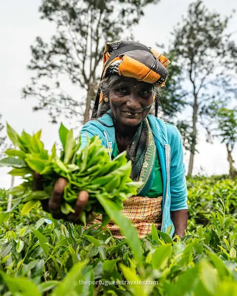 Ceylon Tea: Halpewatte Tea Factory Tour and History (2026 Guide)