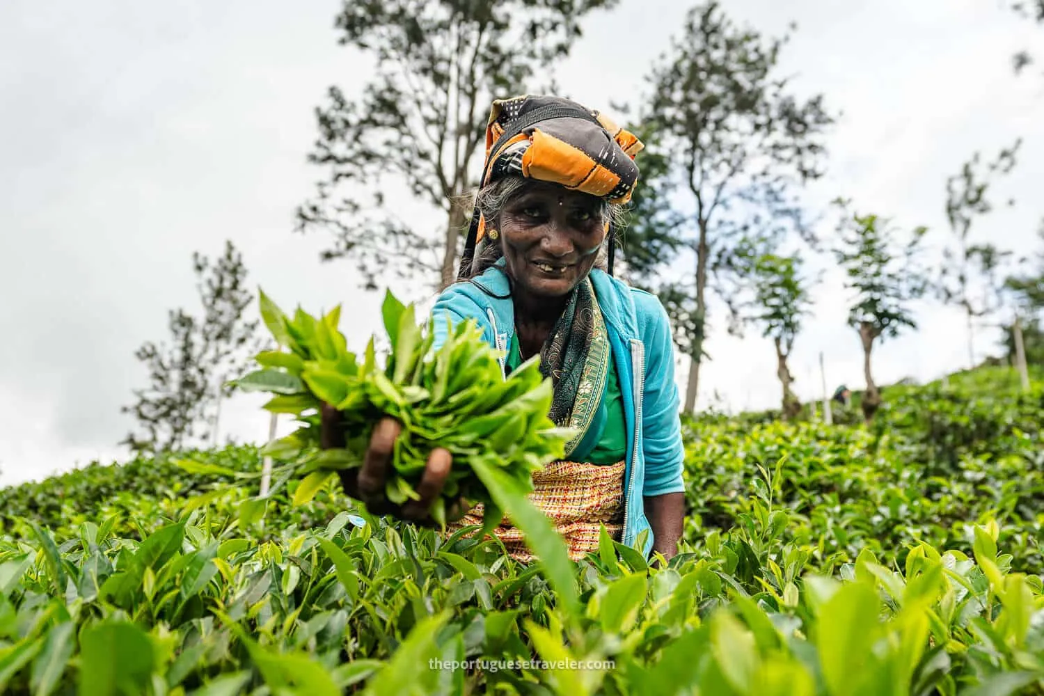 Ceylon Tea: Halpewatte Tea Factory Tour and History