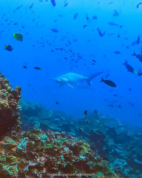 Diving in Gordon Rocks: Santa Cruz Dive Sites