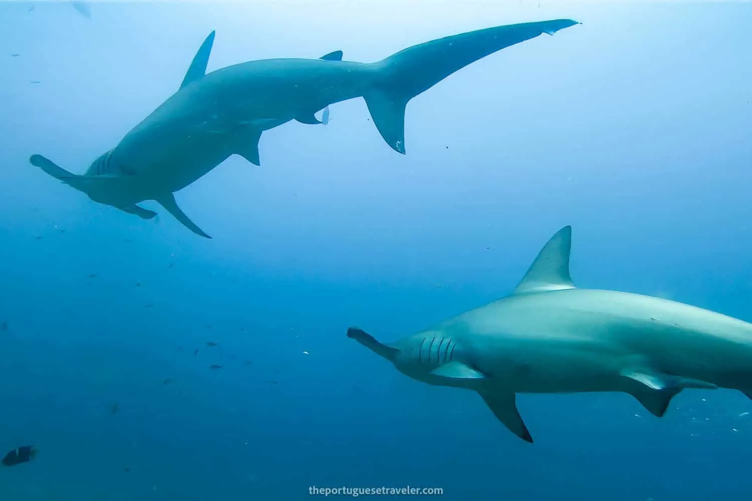 The groups of Hammerhead sharks that passed by us at Kicker Rock - Responsible Tourism in Galapagos