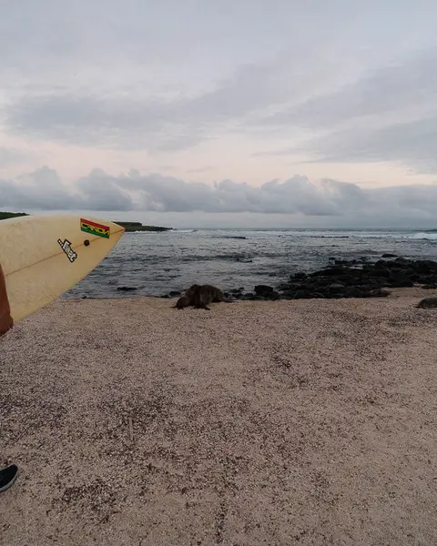 La Loberia Beach in San Cristobal, Galapagos: Detailed Guide