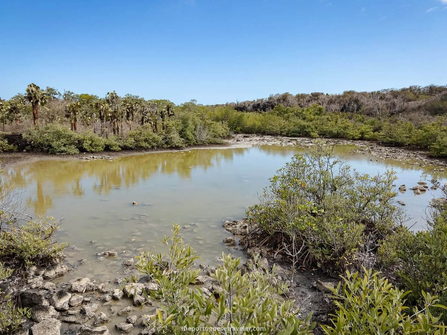 A shallow mangrove lagoon with prickly pear cacti on the way to Las Grietas
