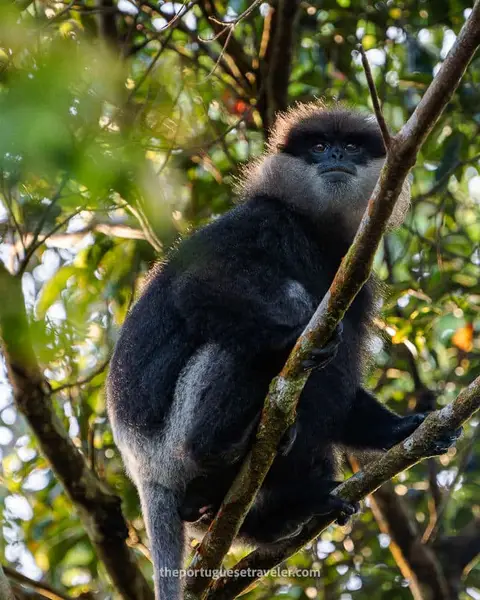 Sinharaja Forest Reserve - UNESCO World Heritage Site (Guide)