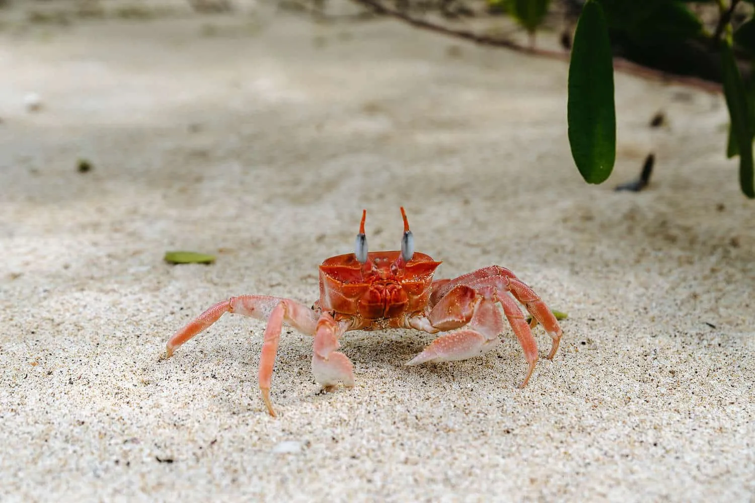 Mr Krabs at Puerto Grande beach, a Ghost Crab