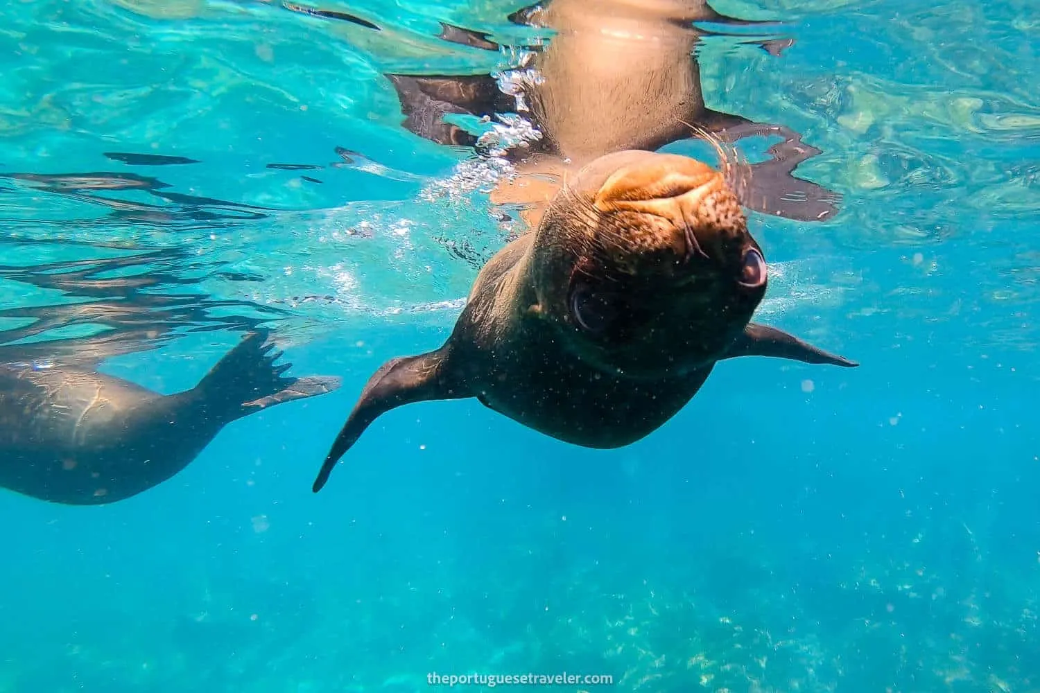A baby sea lion playing with us at Muelle Tijeretas