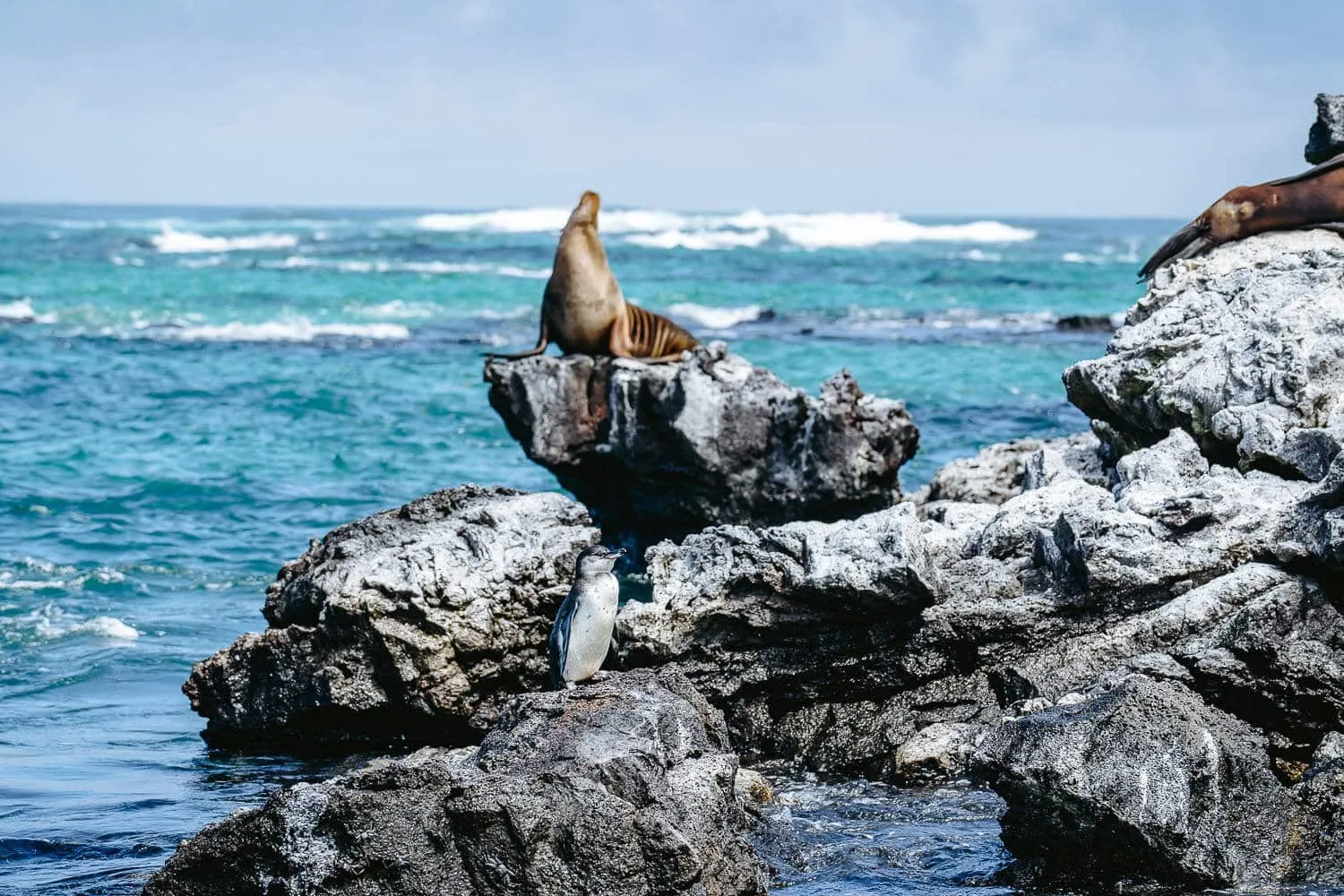 Sea Lion and a penguin in Los Tuneles Tour in Isabela, Galapagos