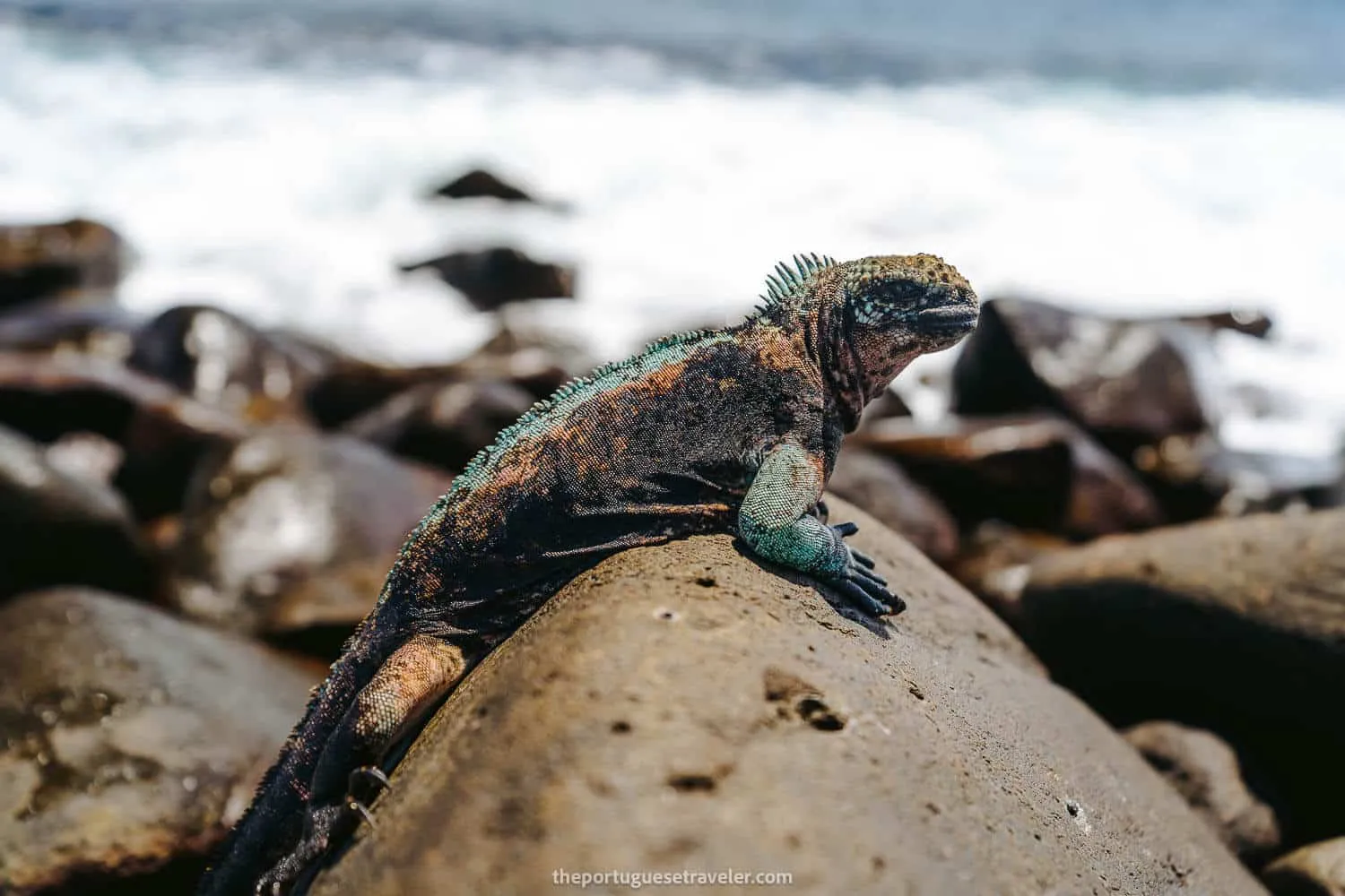 Pink and Green Christmas Iguana in Espanola Island
