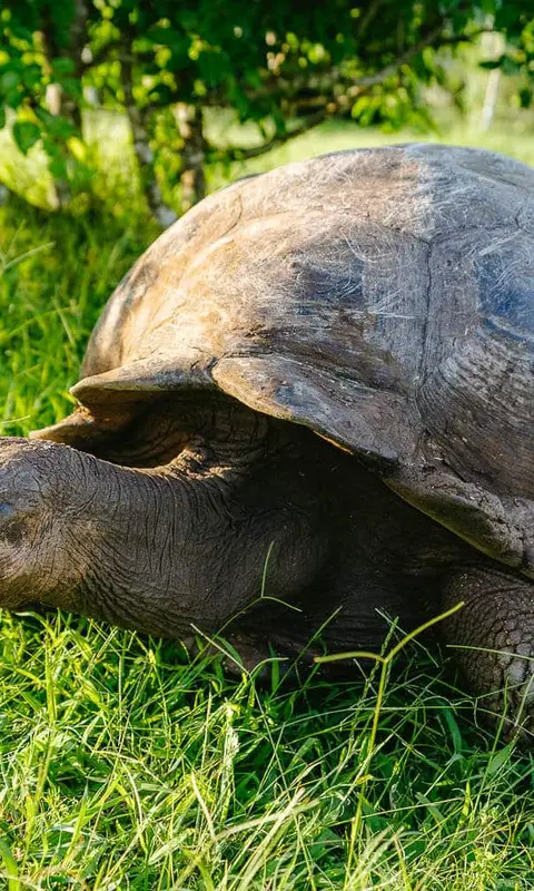 Galapagos Wildlife Guide: Spot the Islands’ Unique Creatures