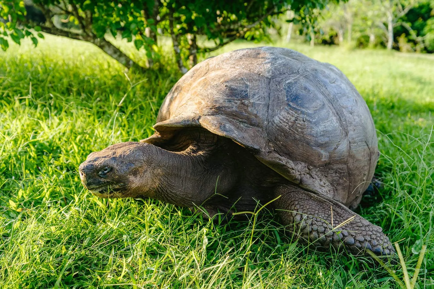 Giant Turtle at Rancho Las Primícias in Santa Cruz, Galapagos