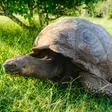 Galapagos Wildlife Guide: Spot the Islands’ Unique Creatures