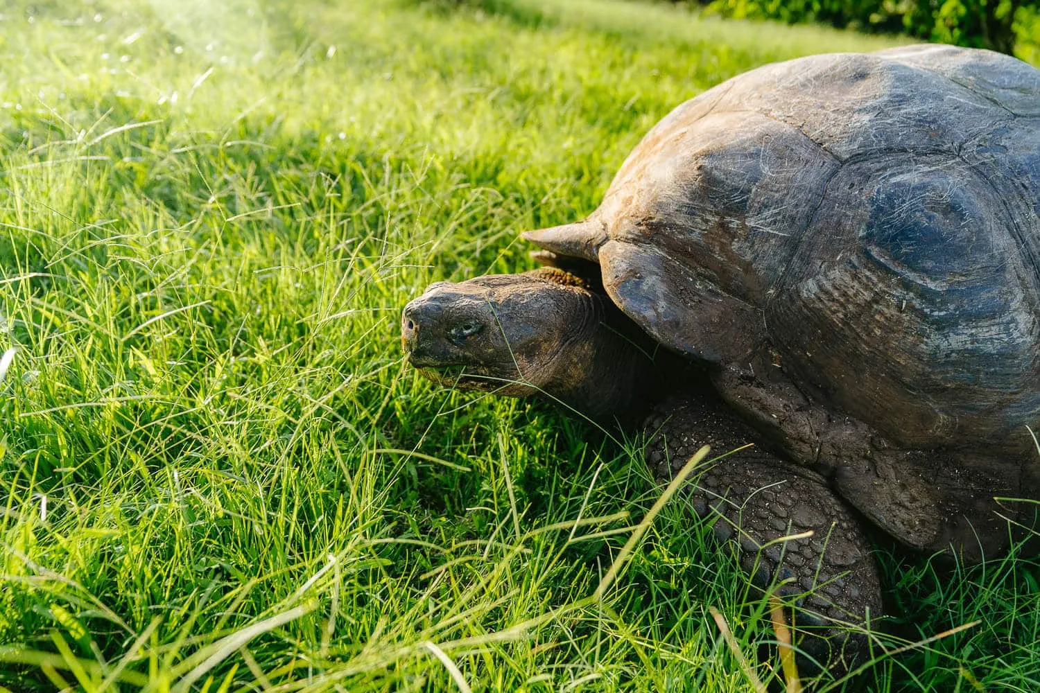 A Giant Tortoise at Rancho Las Primícias in Santa Cruz, Galapagos