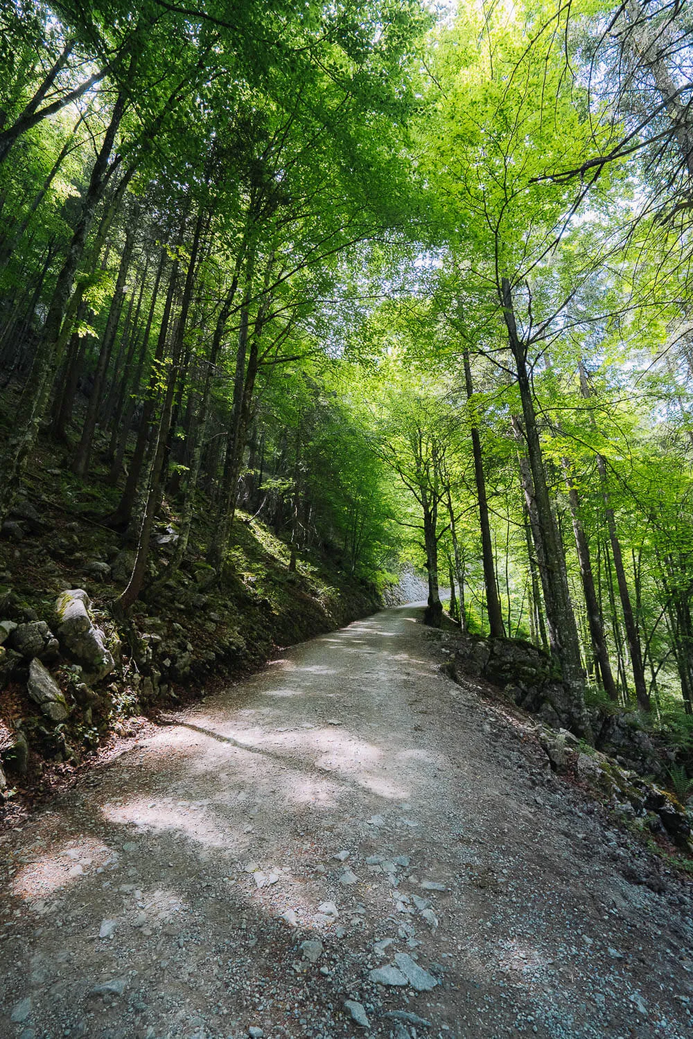 A gravel forest road at the beginning of the Saxer Lücke hike