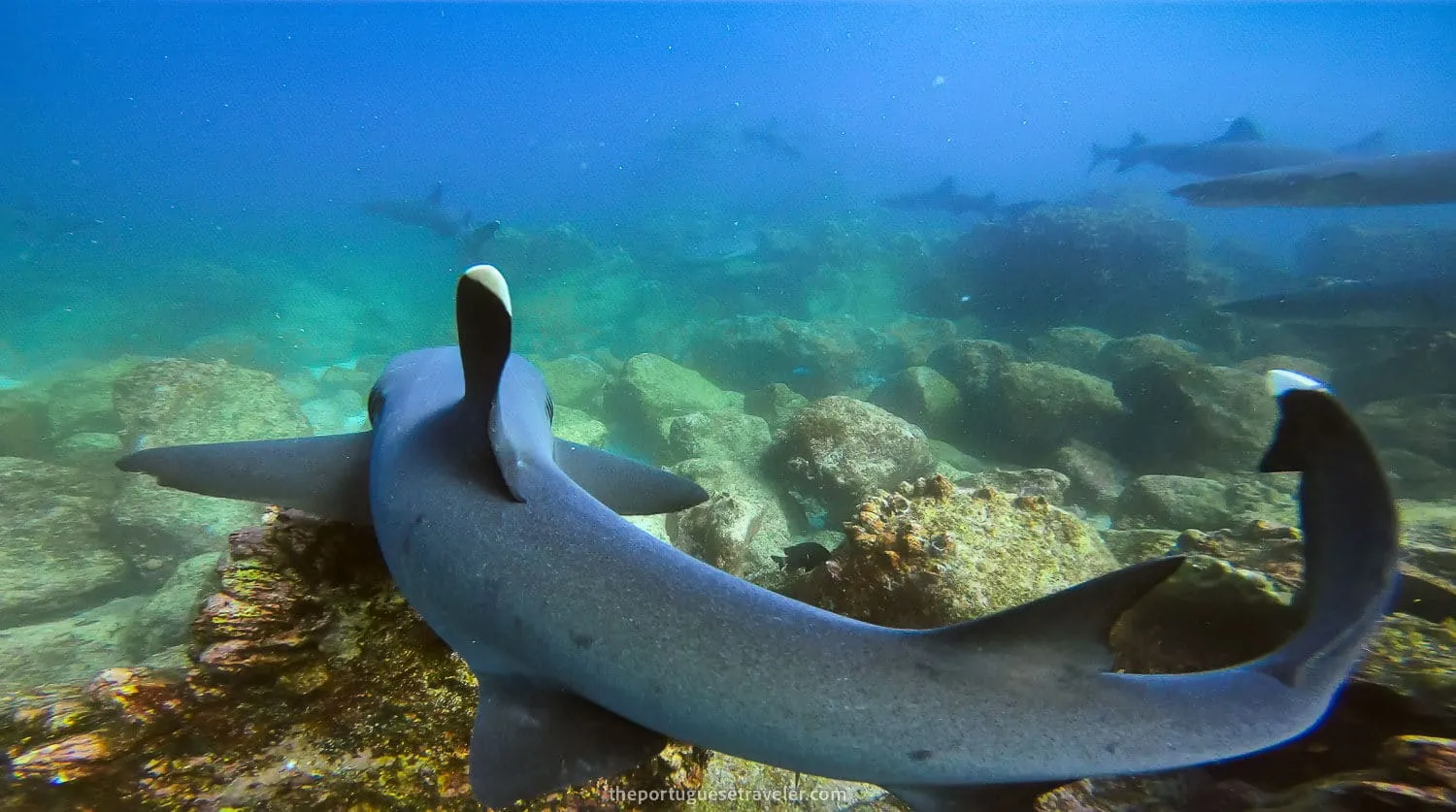 A very close white-tip reef shark