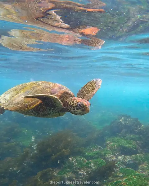 14 Best Snorkeling Spots in Santa Cruz, Galapagos: Snorkel Guide