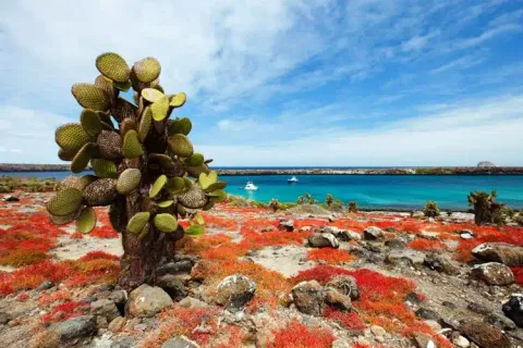 South Plaza Island