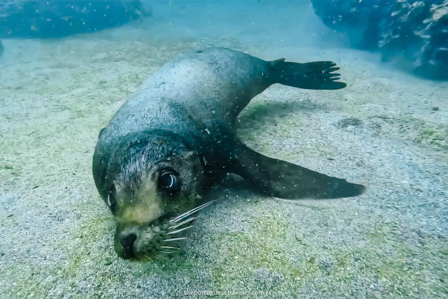 A sea lion at Tijeretas Bay