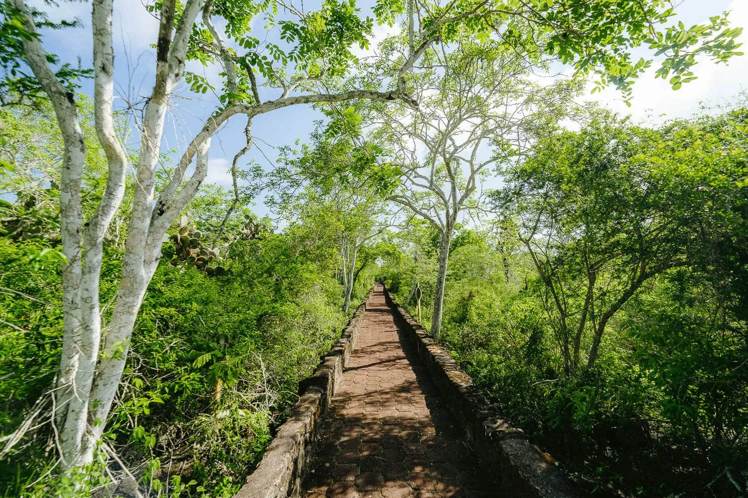 Palo Santo trees on the way to Tortuga Bay in Santa Cruz Island