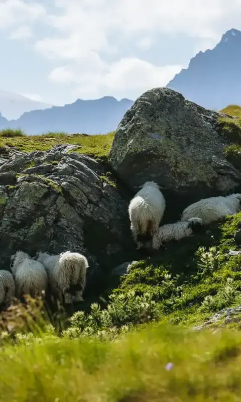 Edelweissweg Trail in Zermatt, Switzerland (All You Need to Know)