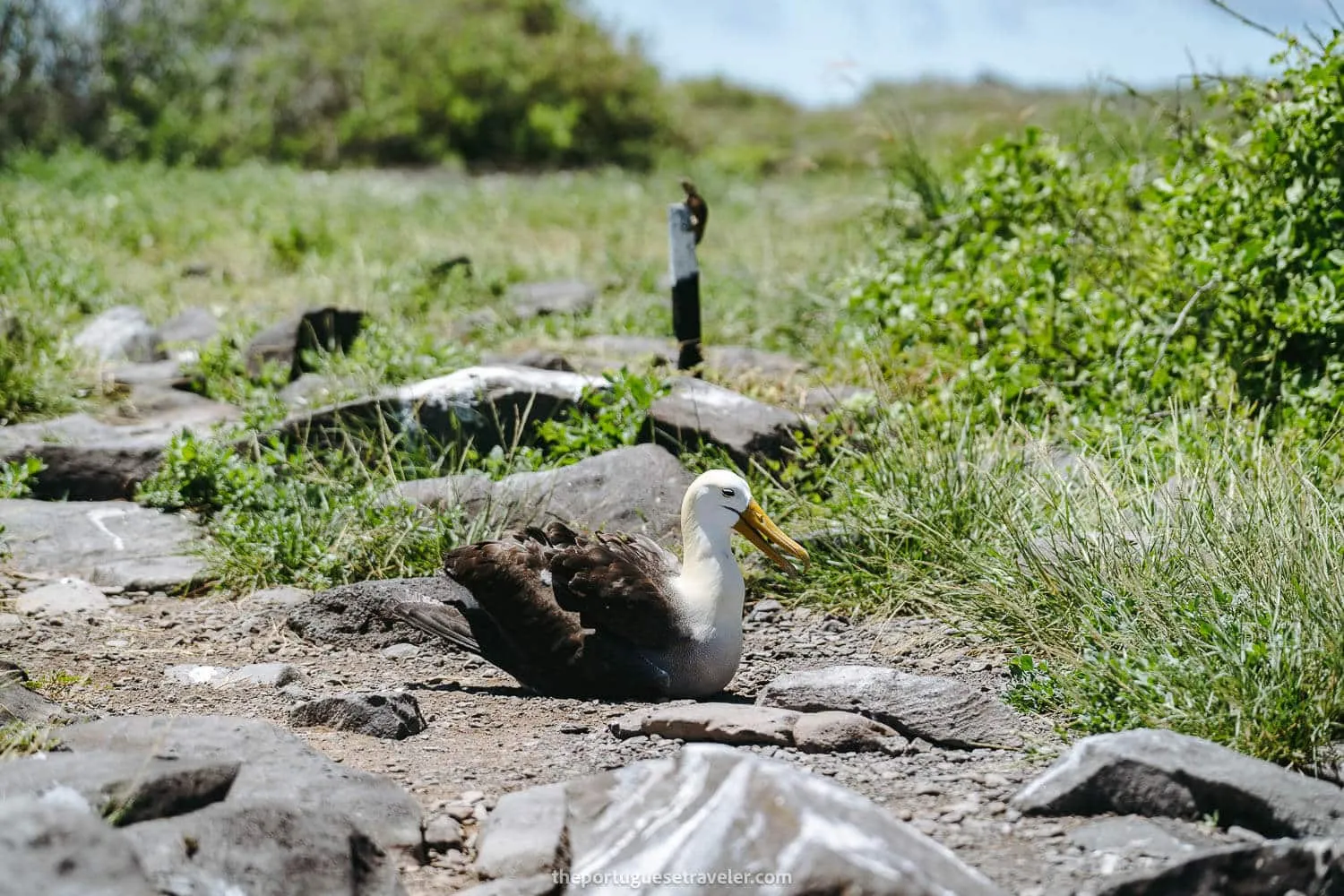 The waved albatross at Punta Suarez on the Española Island tour