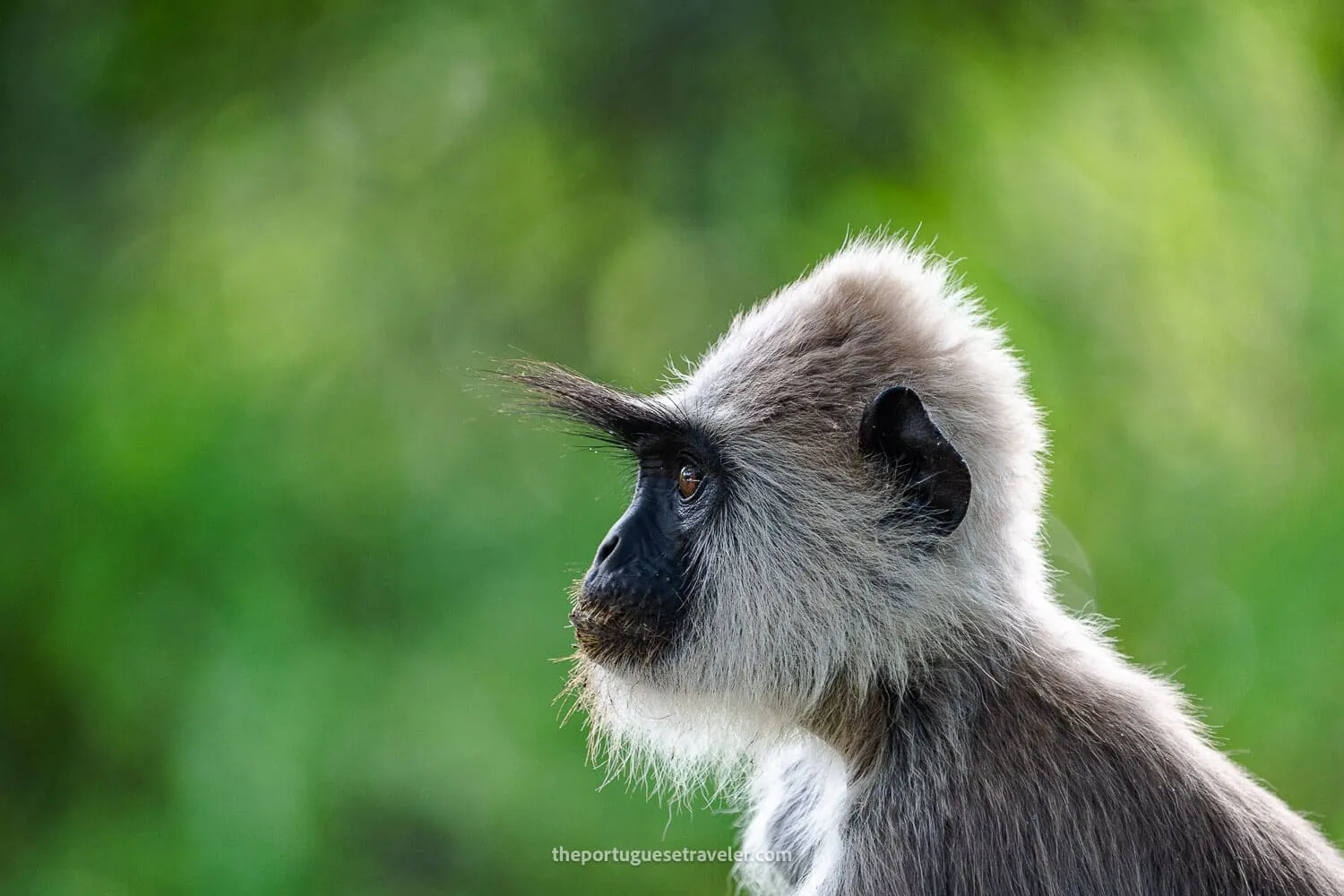 Yala National Park: Jungle Safaris, Ancient Temples