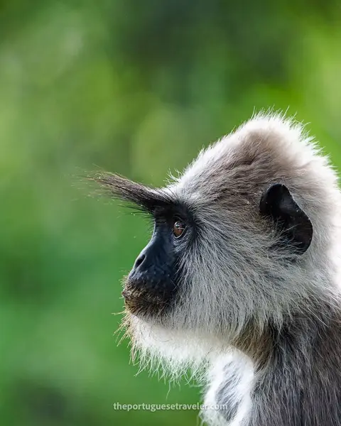 Yala National Park: Jungle Safaris, Ancient Temples (2026 Guide)