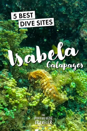 5 Best Dive Sites in Isabela, Galapagos, Pinterest pin