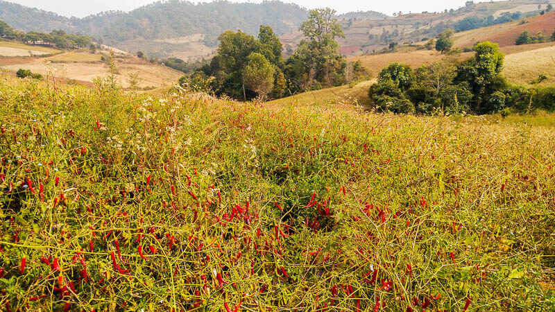 Beautiful Chili Fields landscapes on the Kalaw Hike in Myanmar
