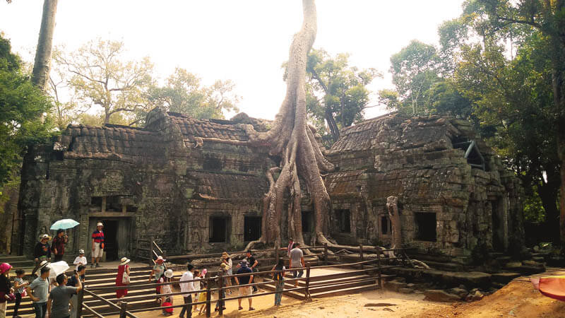 Trees on top of Tomb Raider's Temple in Angkor Wat, Cambodia