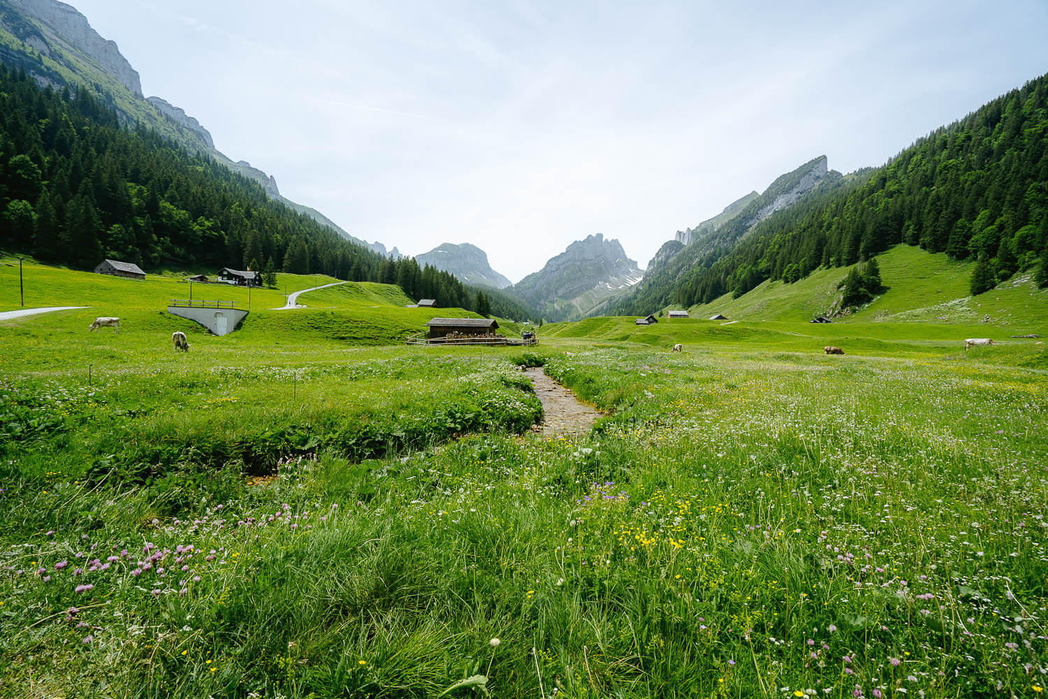 Green meadows of Alpstein
