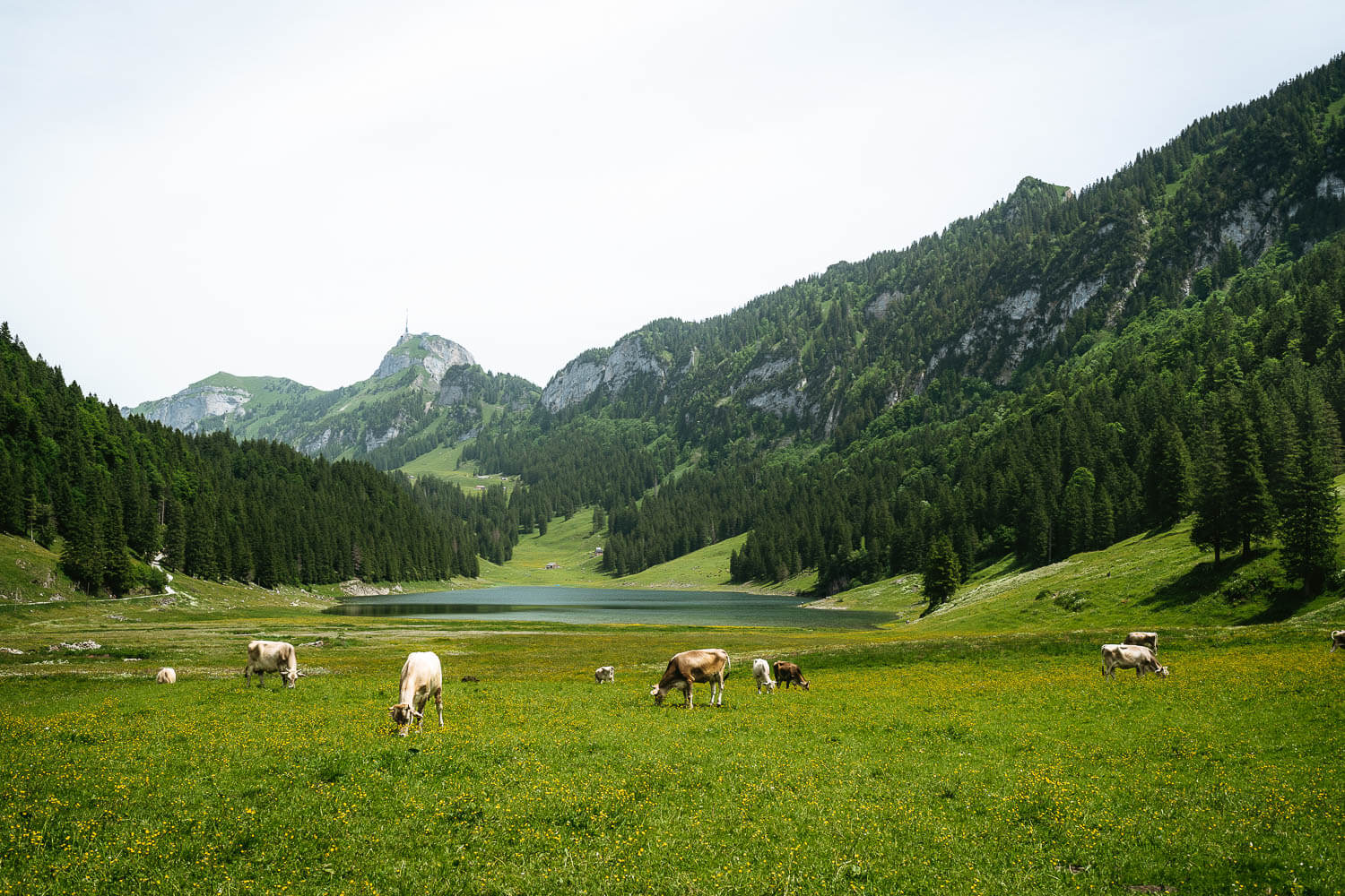 Sämtisersee lake with Swiss Cows