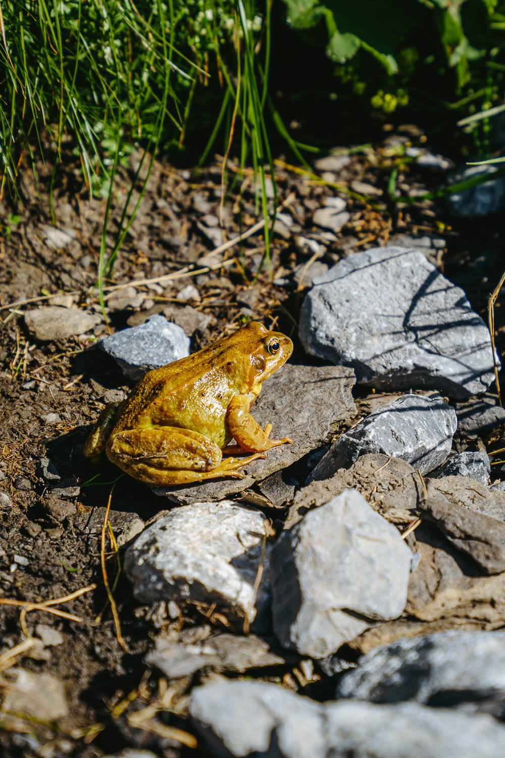 A frog on the path to Bachalpsee