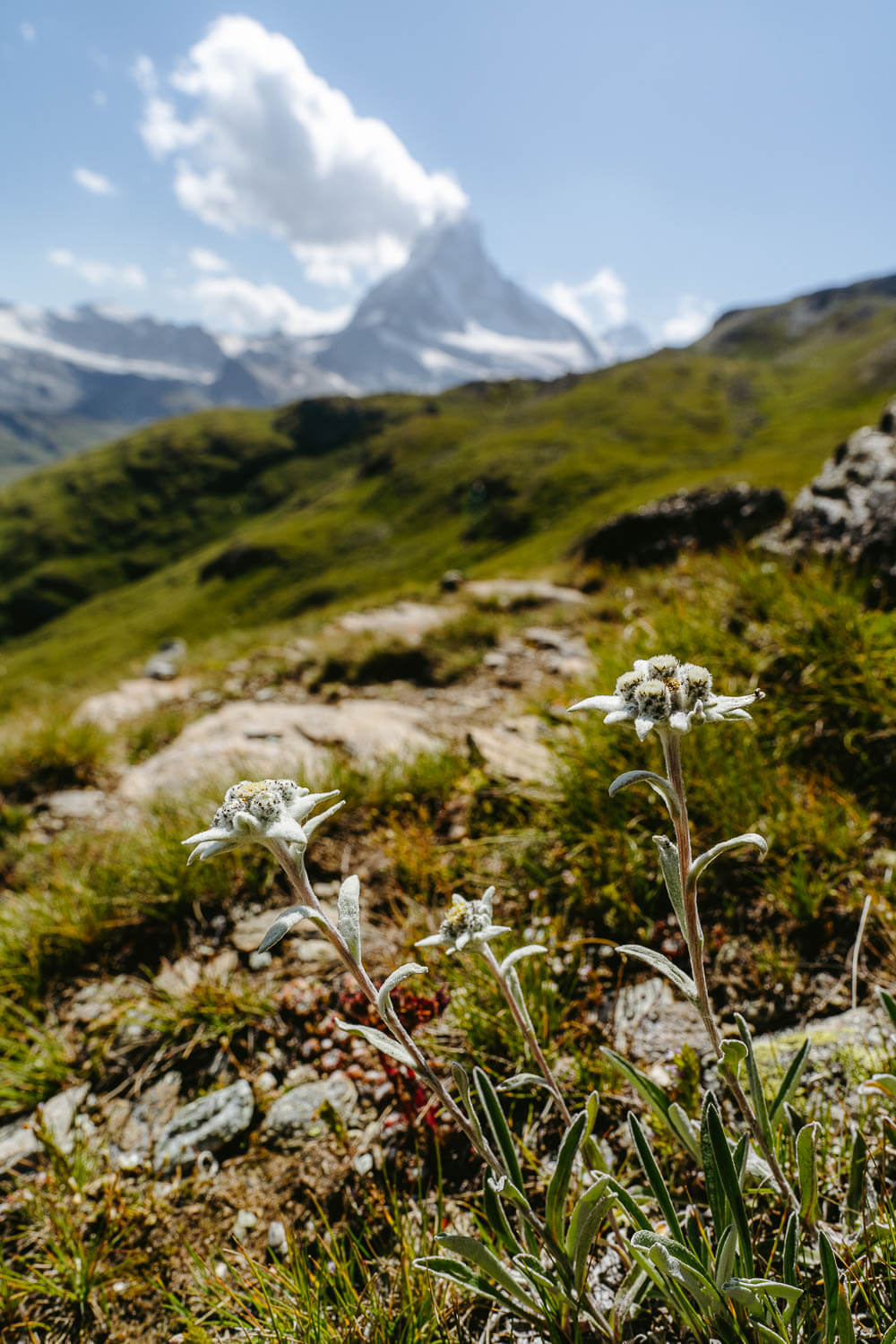 Edelweiss and Matterhorn