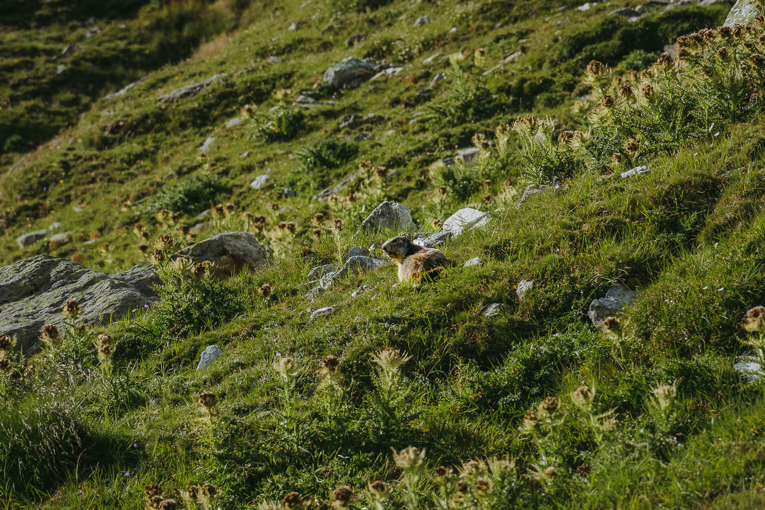 Marmot on the Edelweissweg