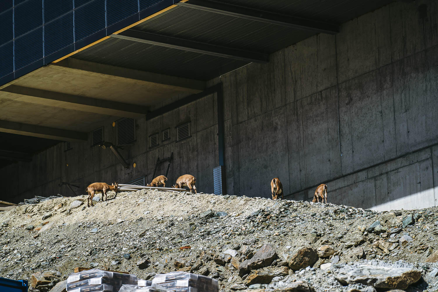 Some wild deers at the Trockener Steg cable car station