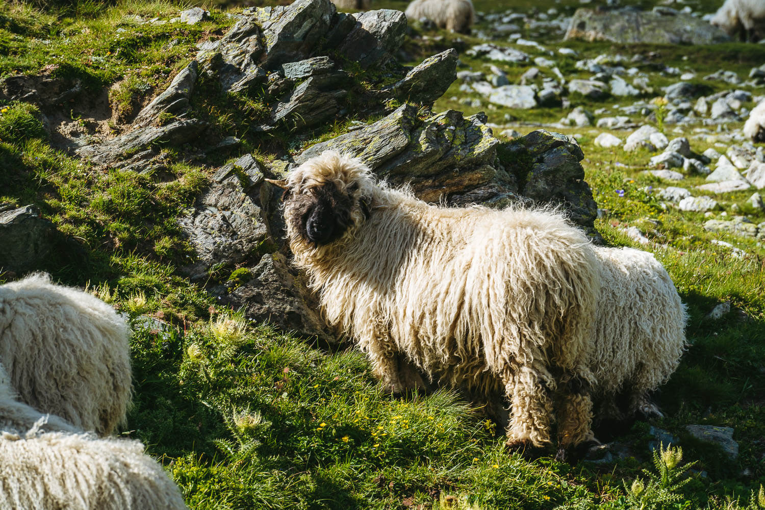 A Valais Blacknose sheep
