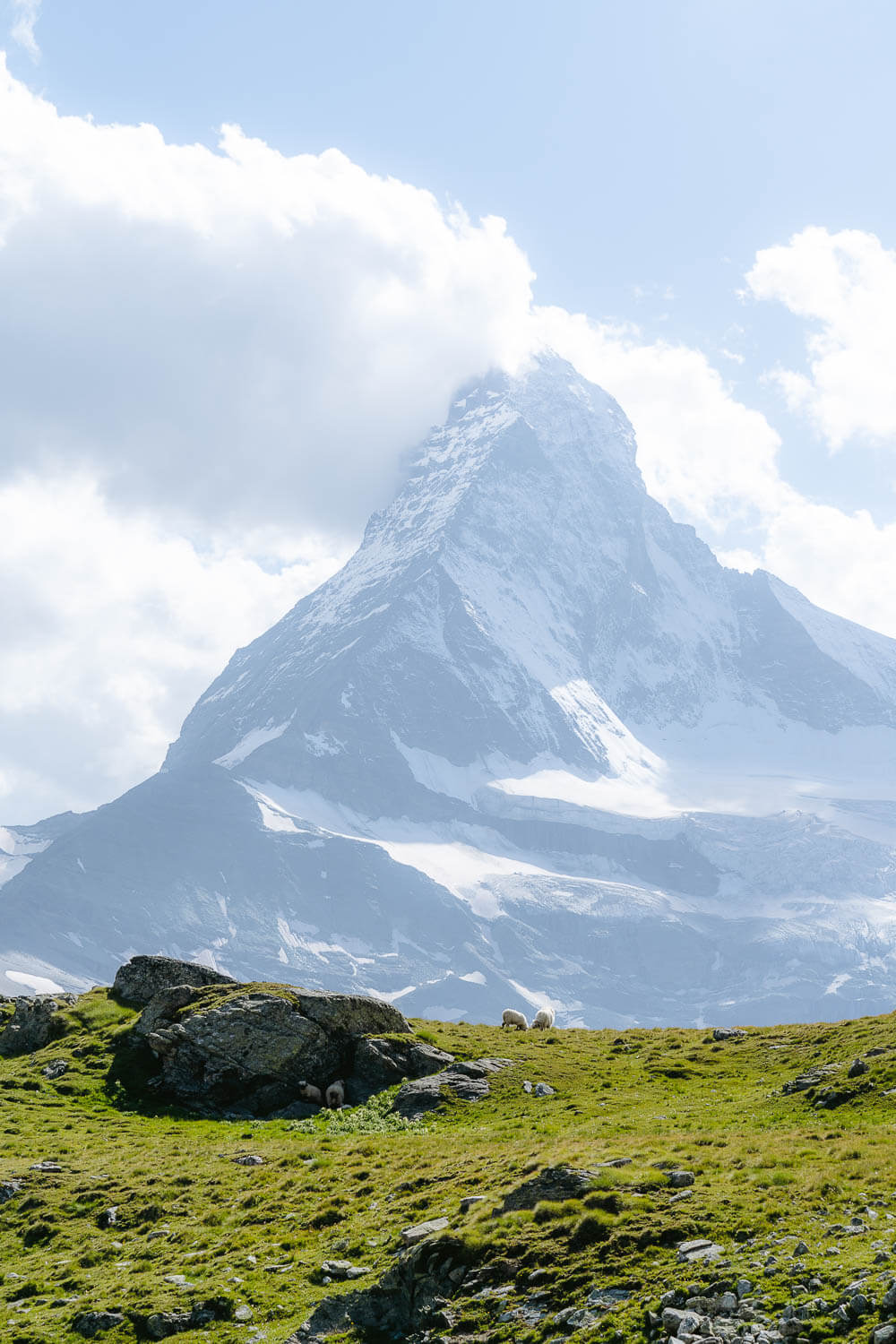 Valais Blacknose sheep and Matterhorn