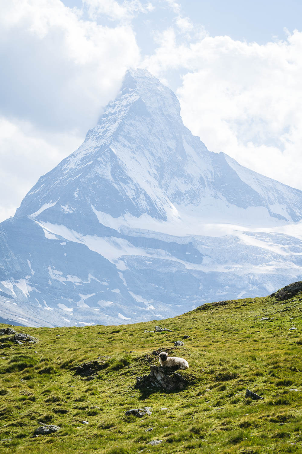 A Valais Blacknose sheep and Matterhorn