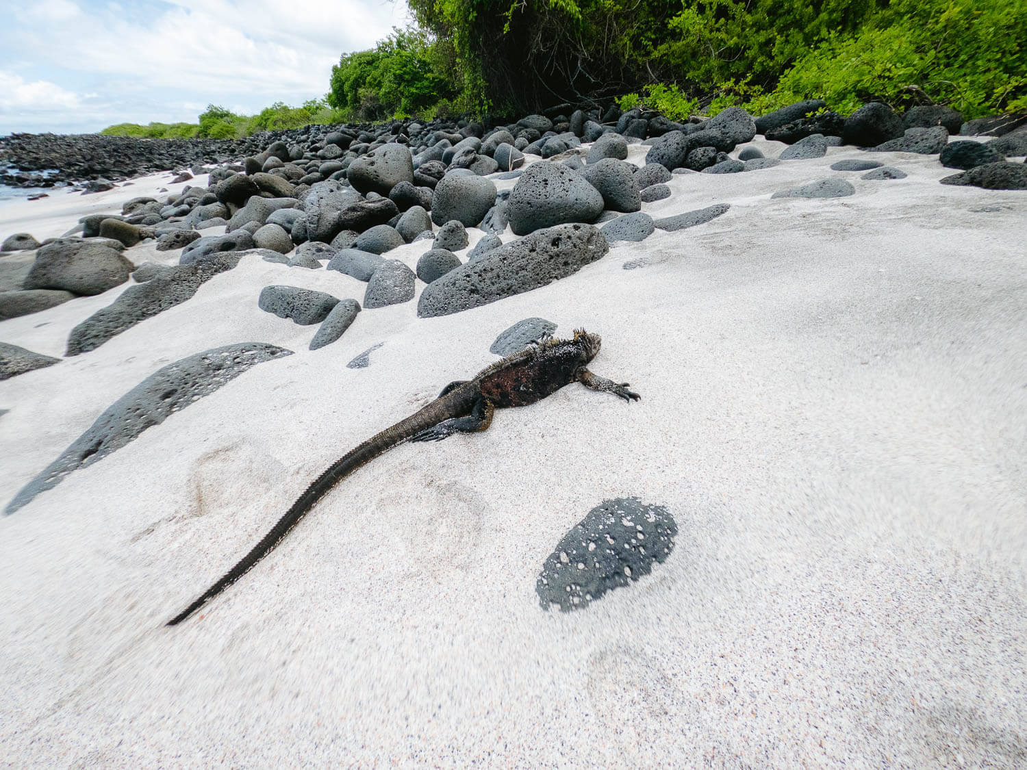 An iguana at the Playa Baquerizo in San Cristóbal island, Galápagos
